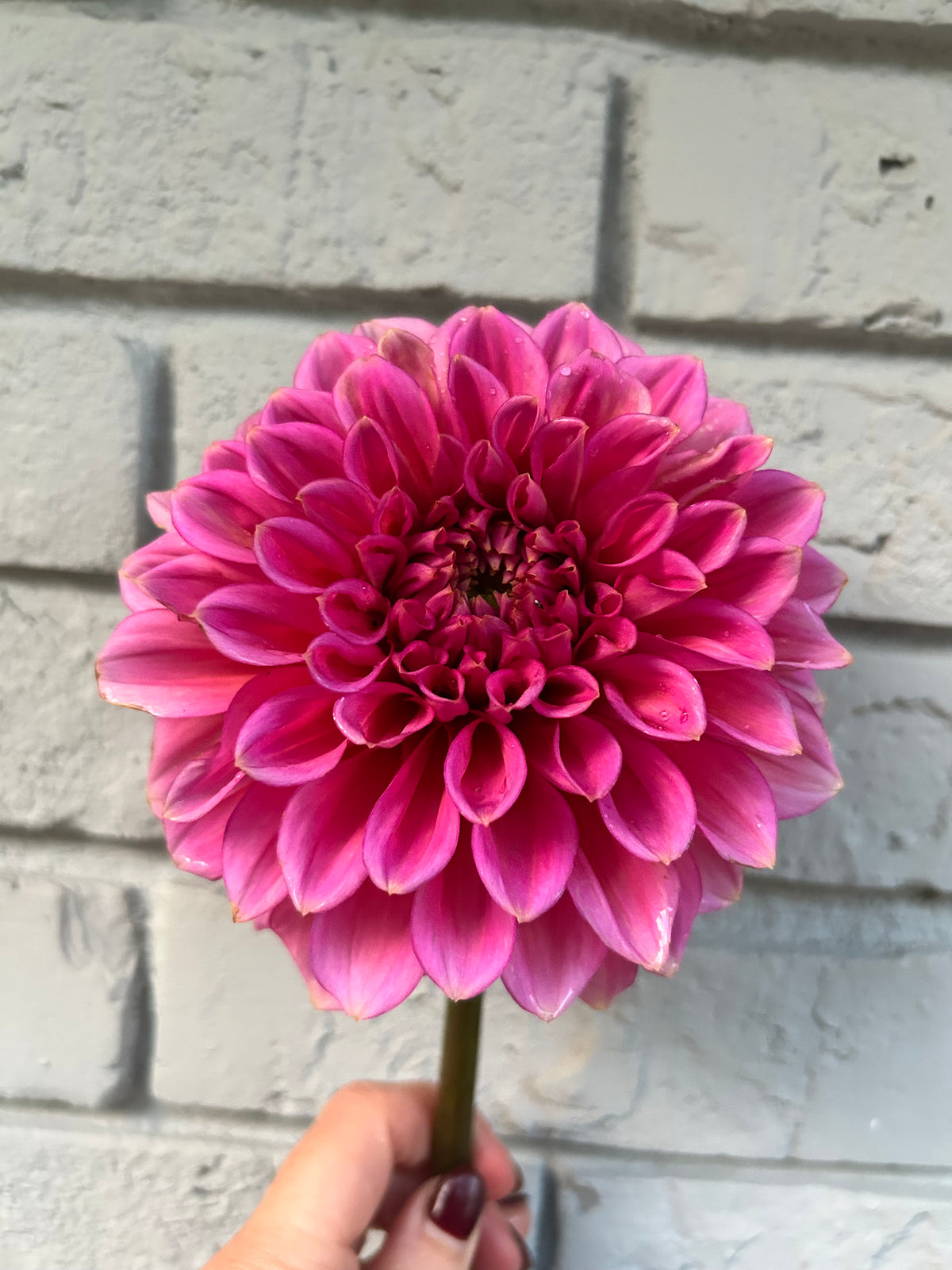 Florelie Guava