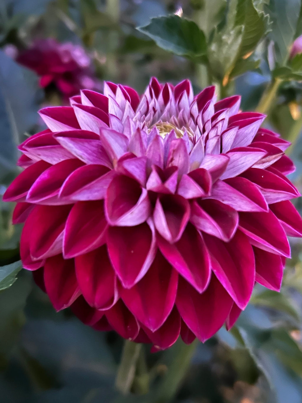 Florelie Origami