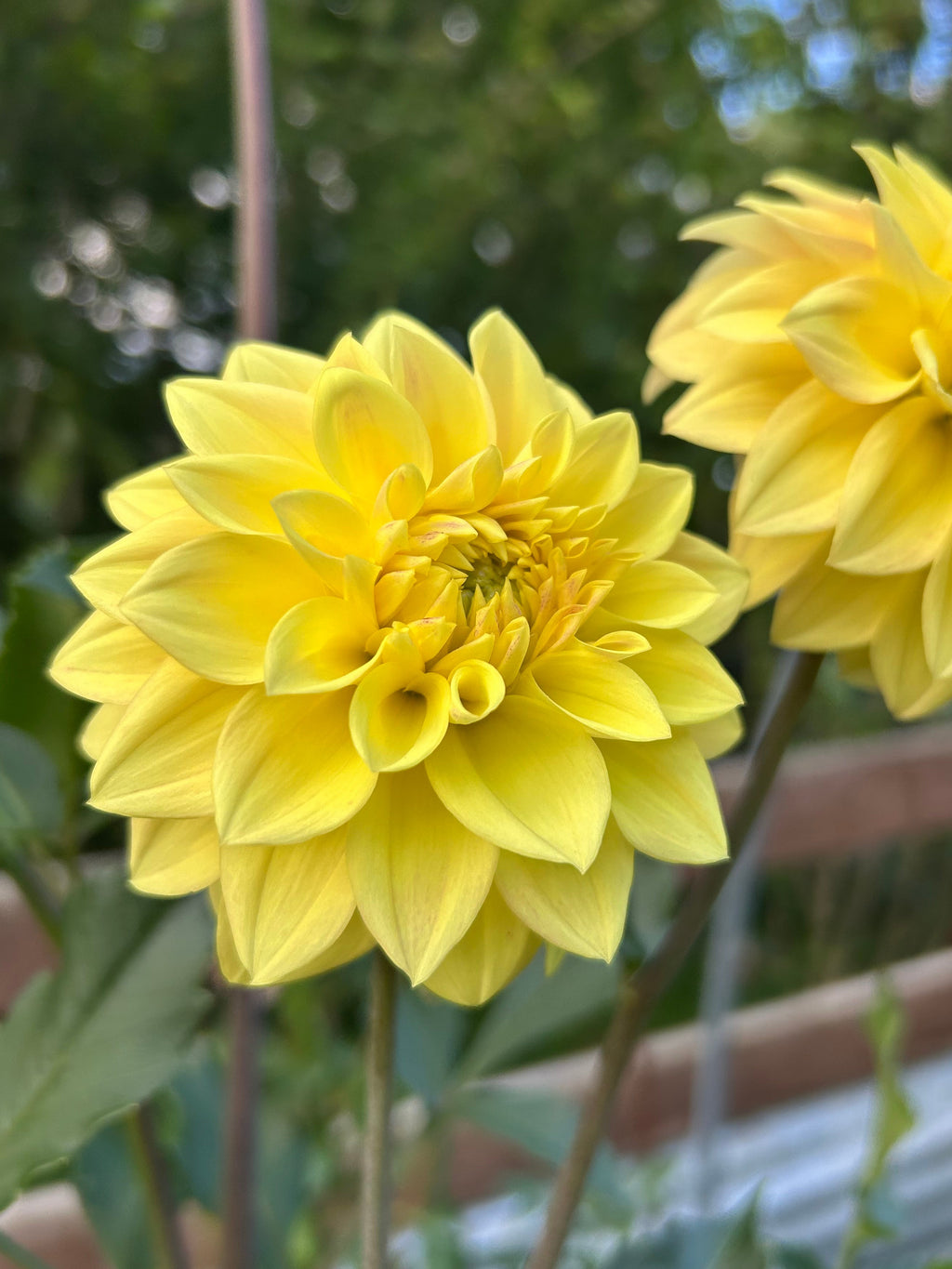 Florelie Sunburst