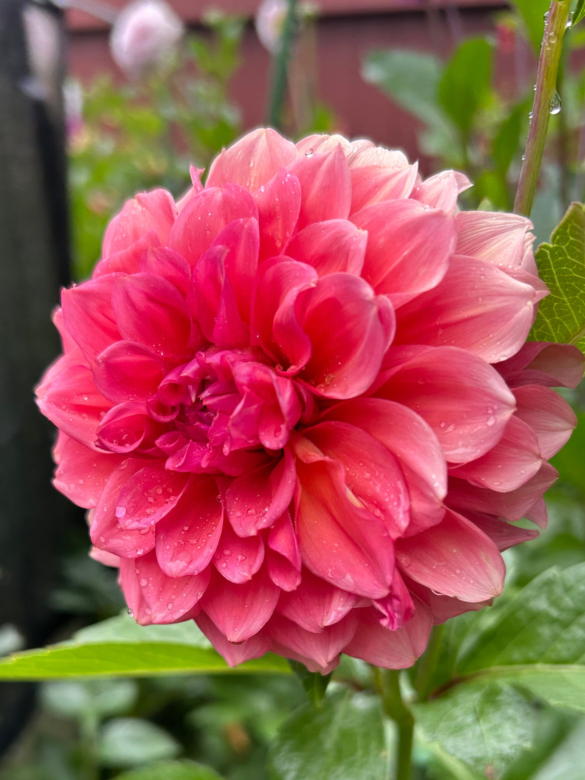RM Pink Sugar