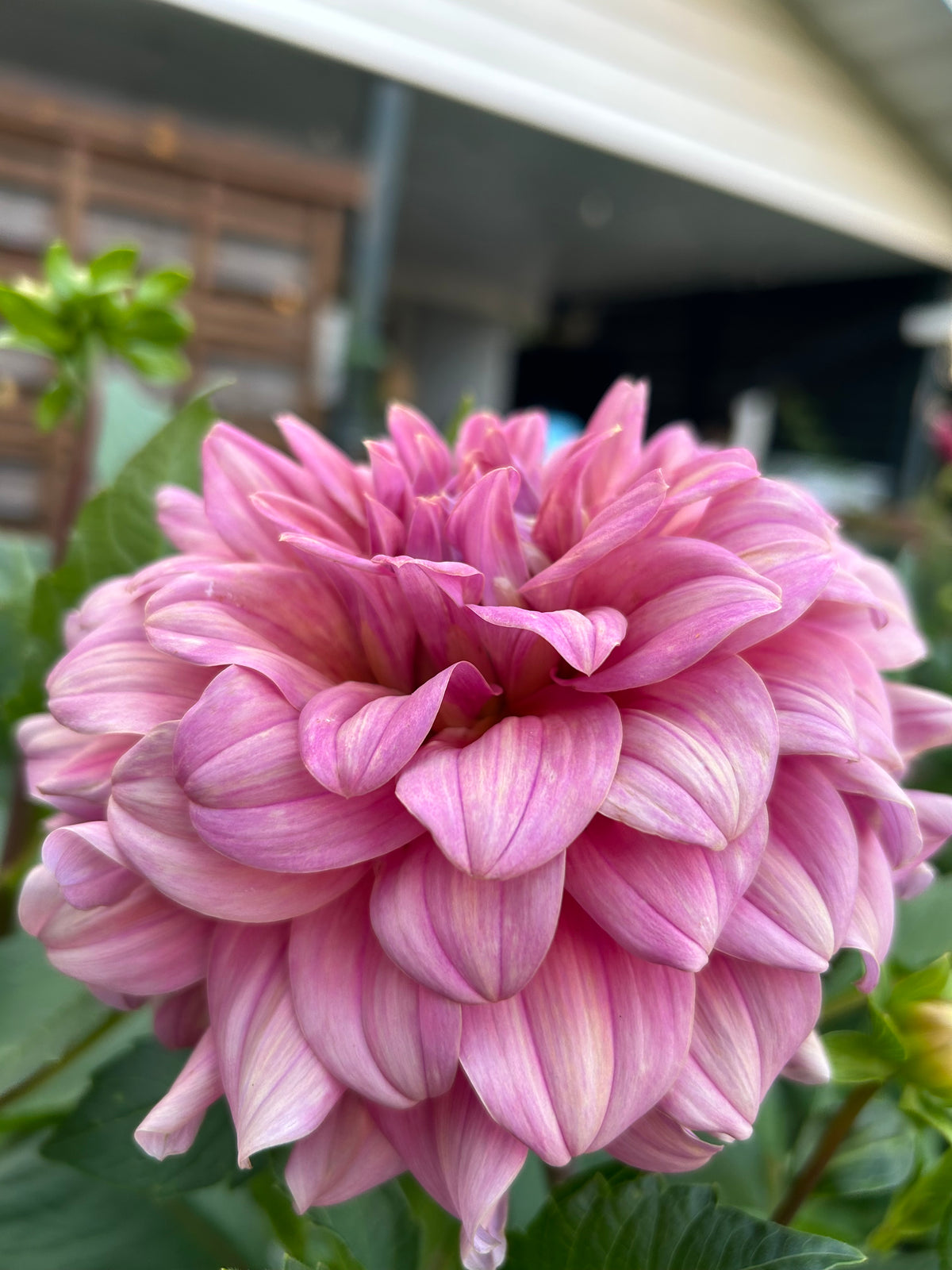Lileah Caramel Rose
