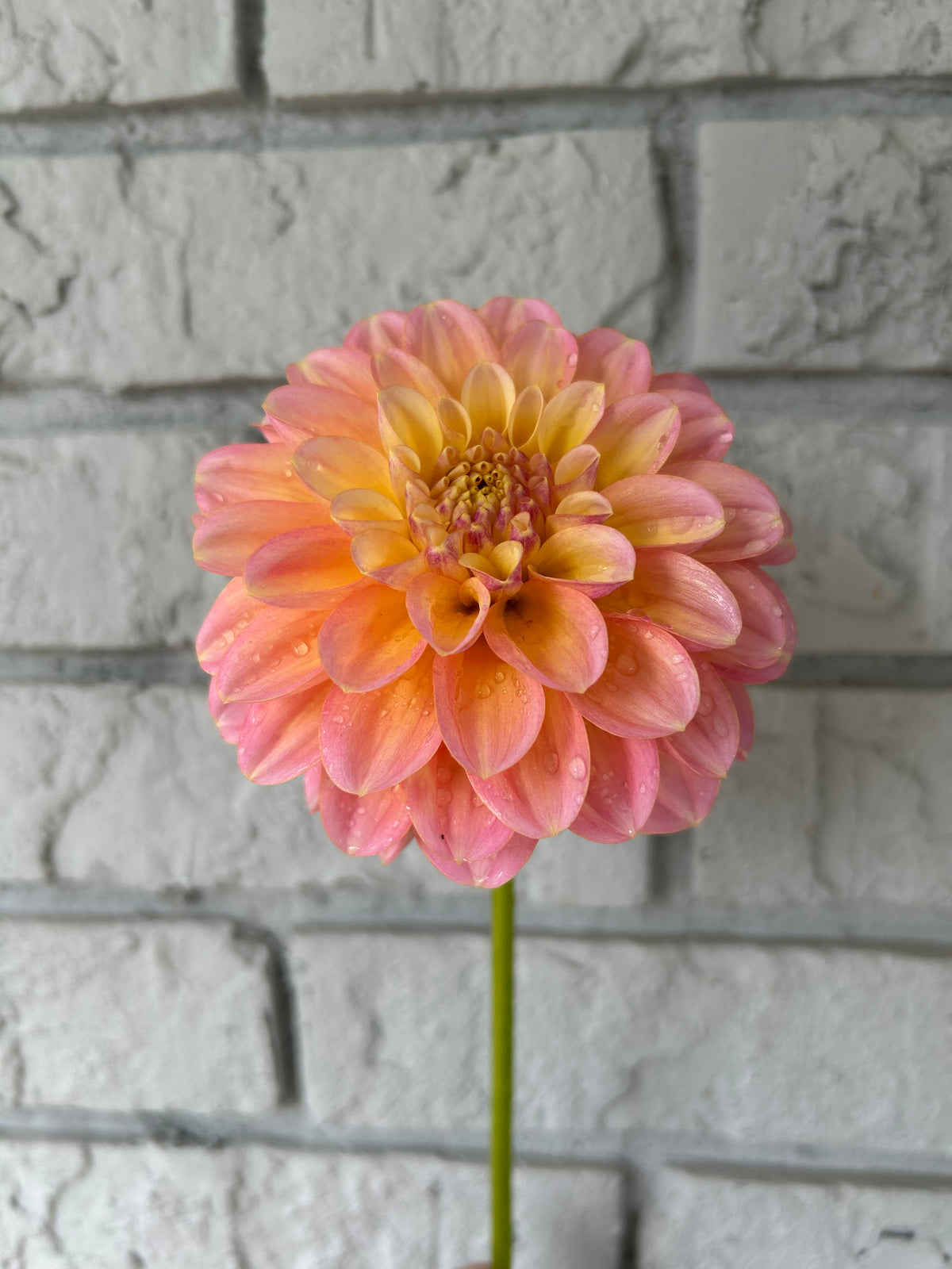 Florelie Pink Lemonade