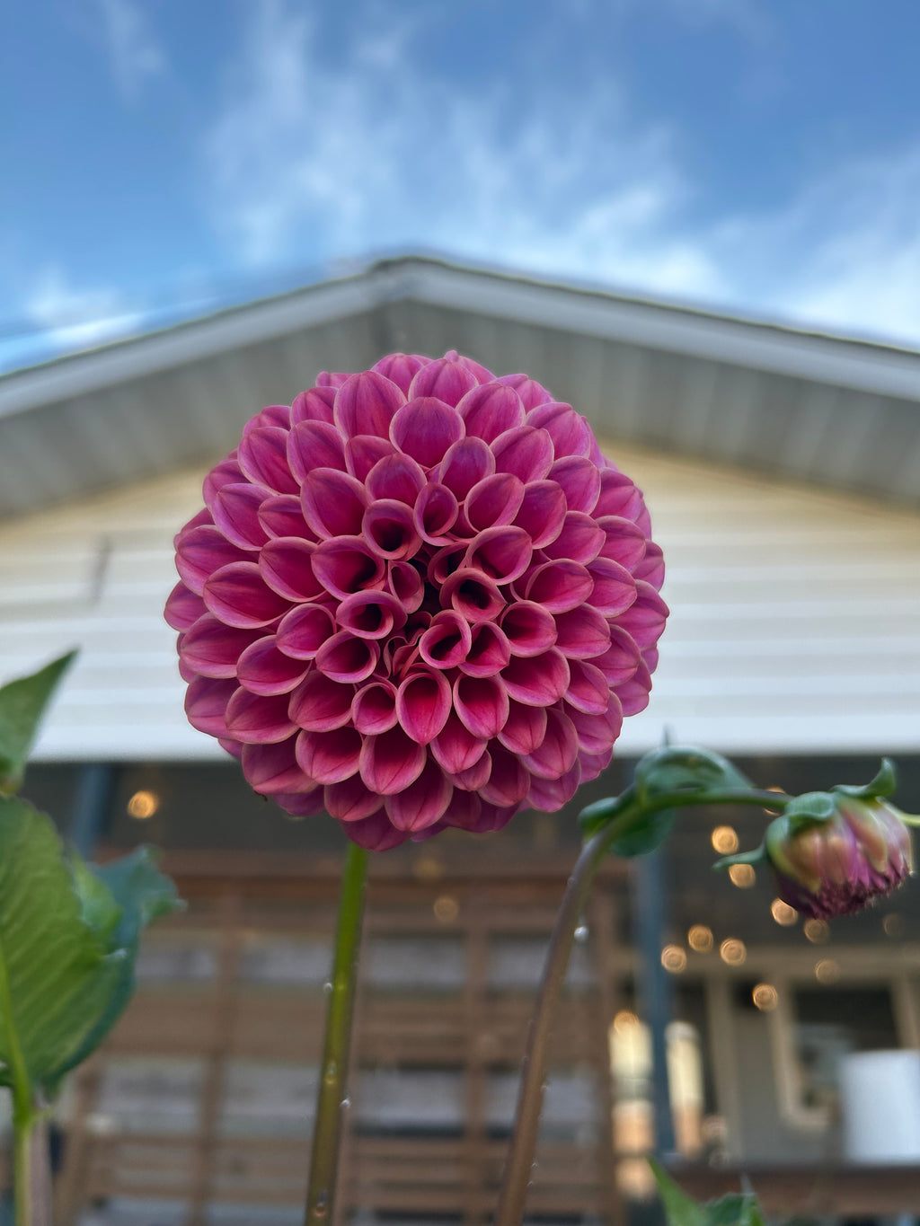 Florelie Omen