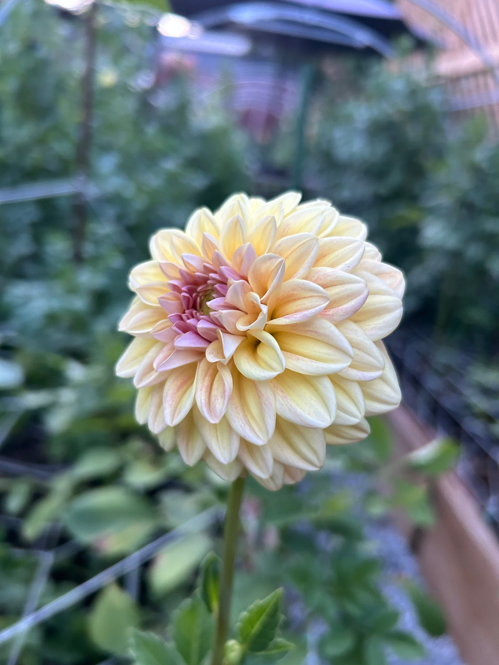 Florelie Harmony 