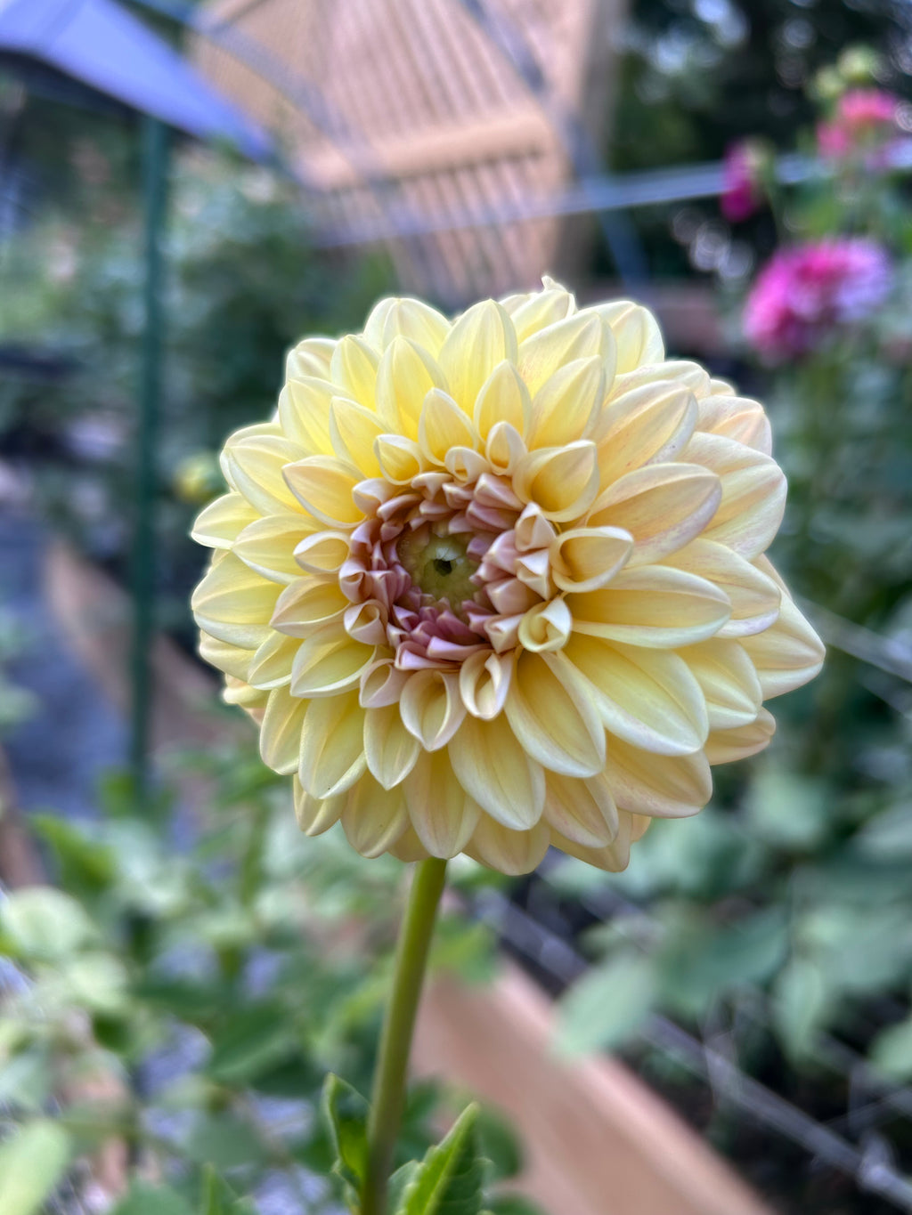 Florelie Harmony 