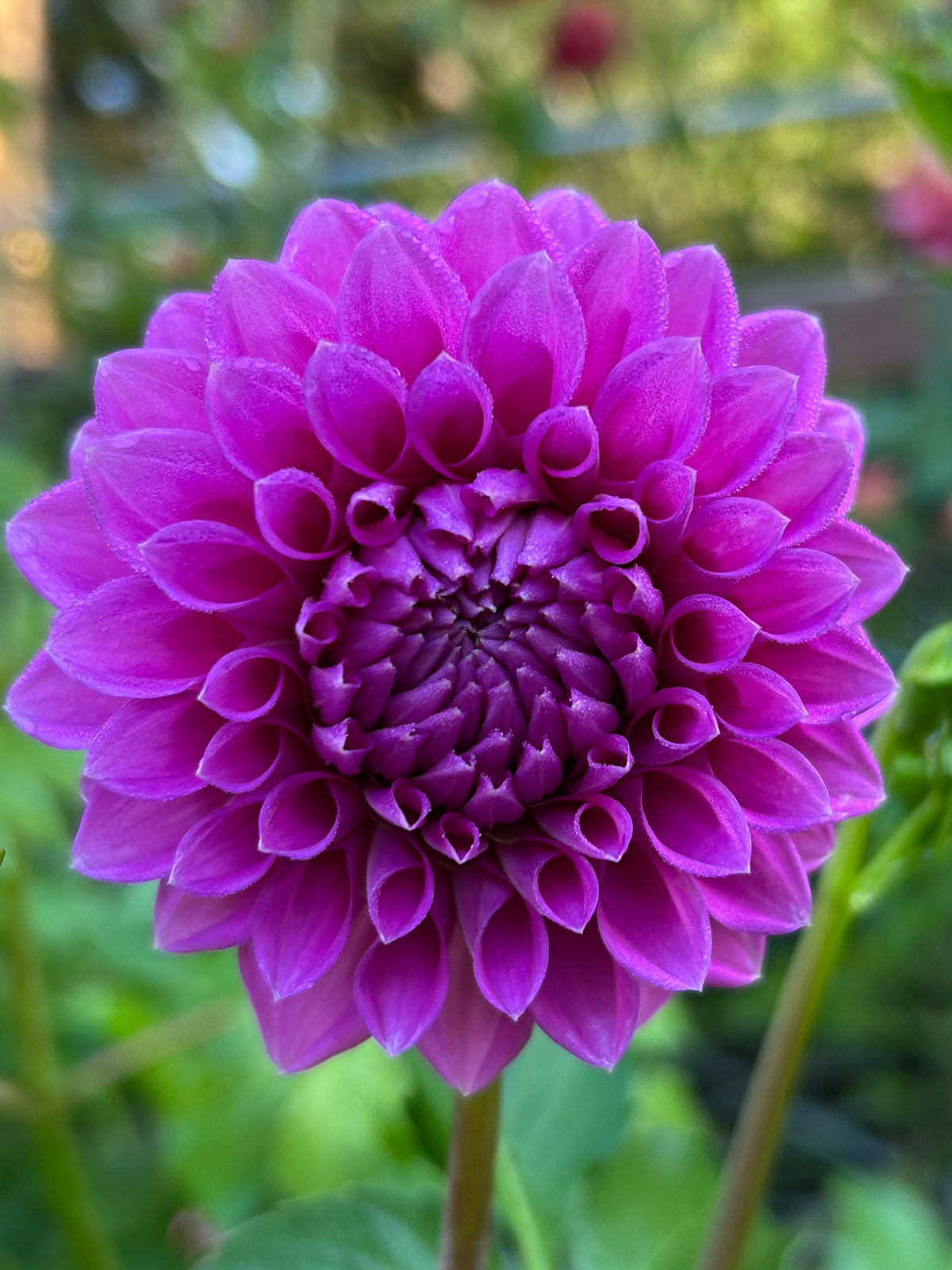 Winkie Wisteria Coming January 2027