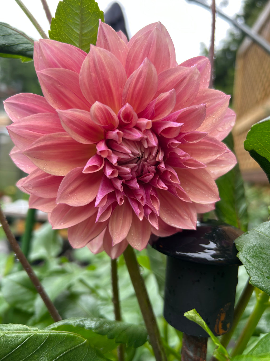 Everbloom Rose