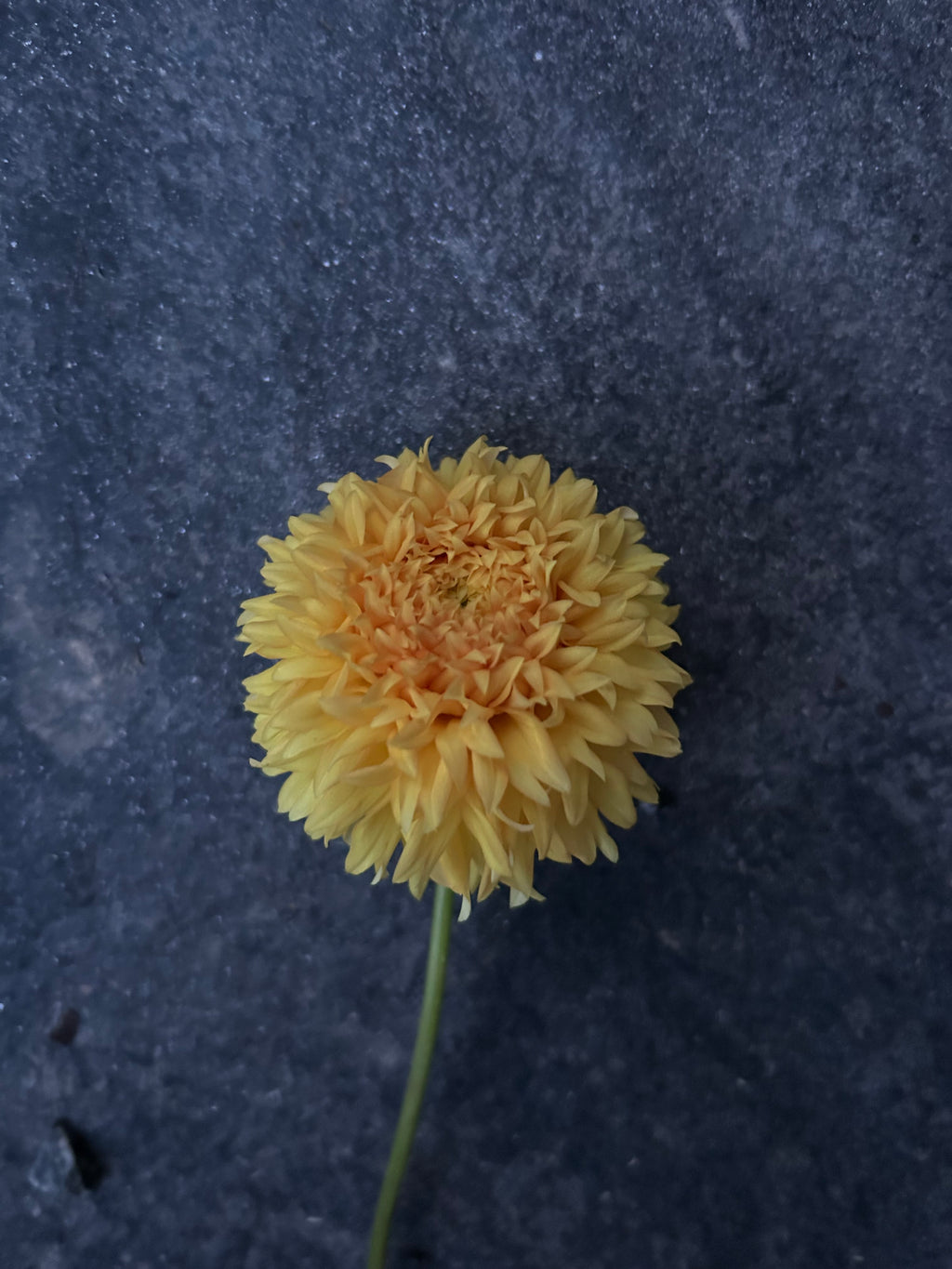 Florelie Dandelion