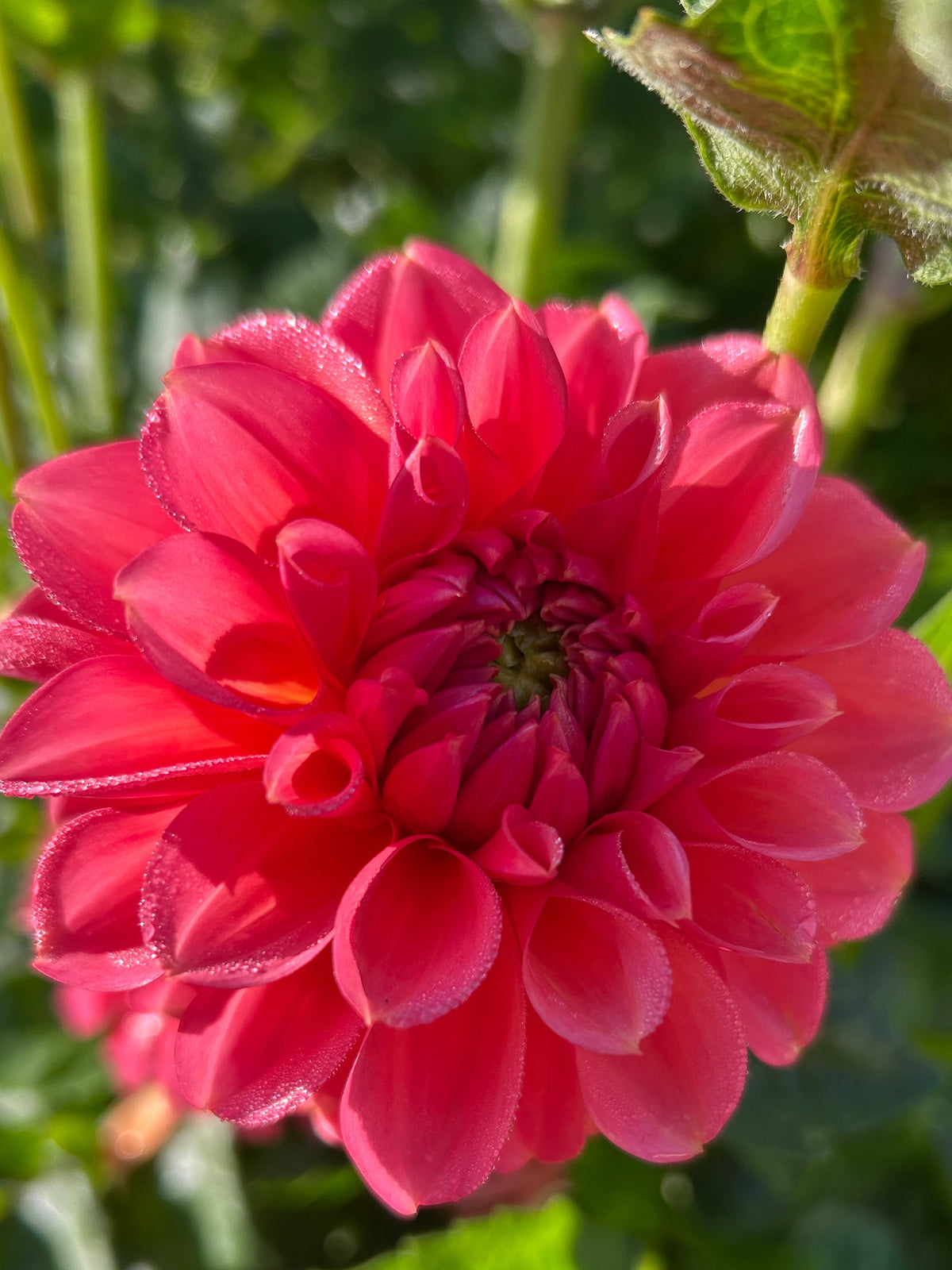 RM Pink Sugar