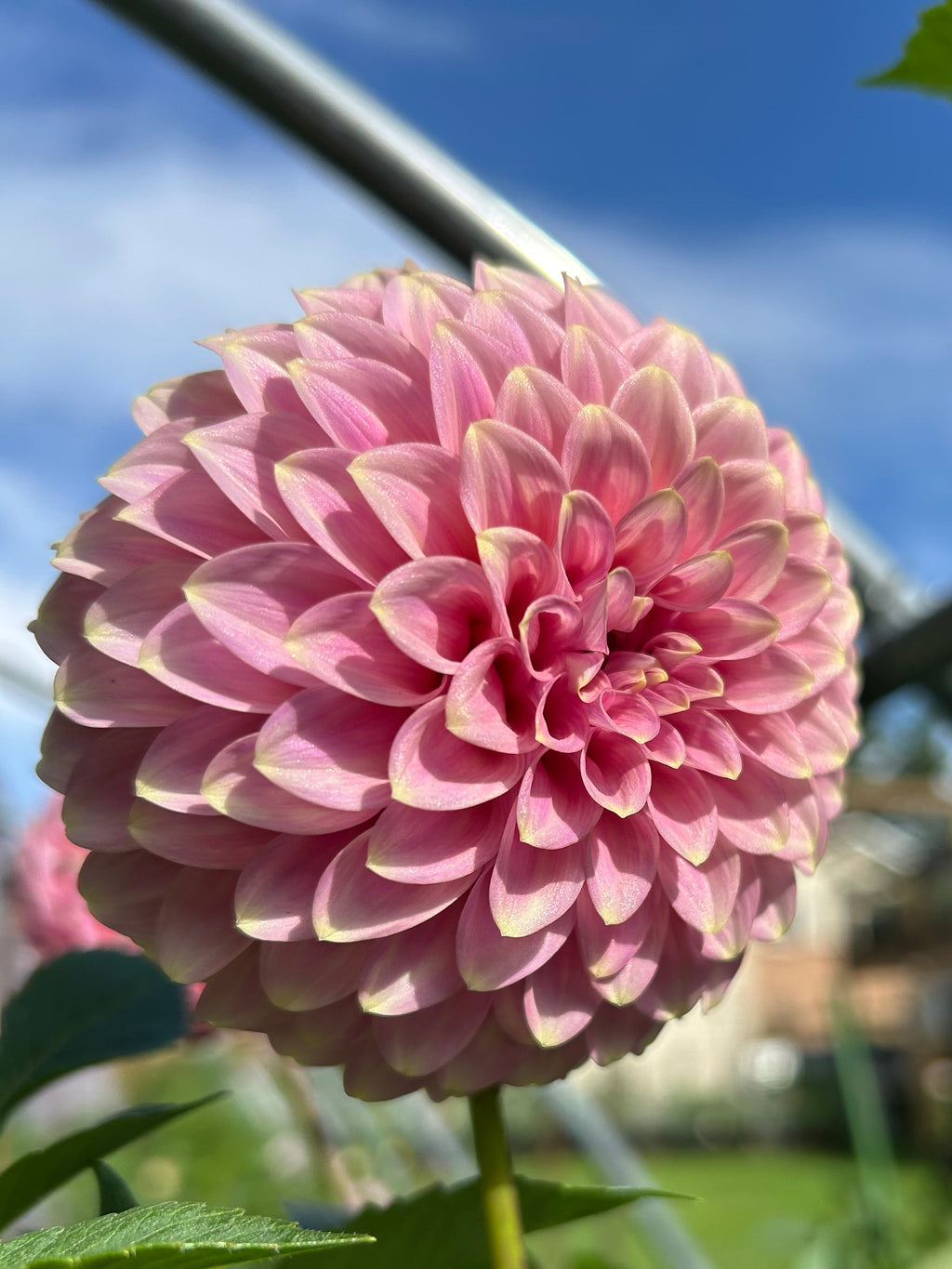 Florelie Oracle
