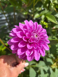 Florelie Jeanette