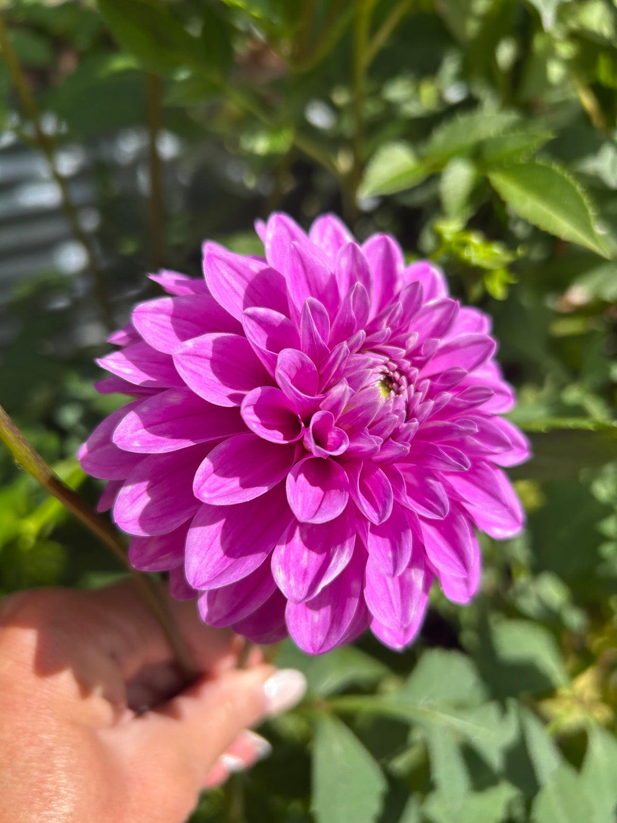 Florelie Jeanette