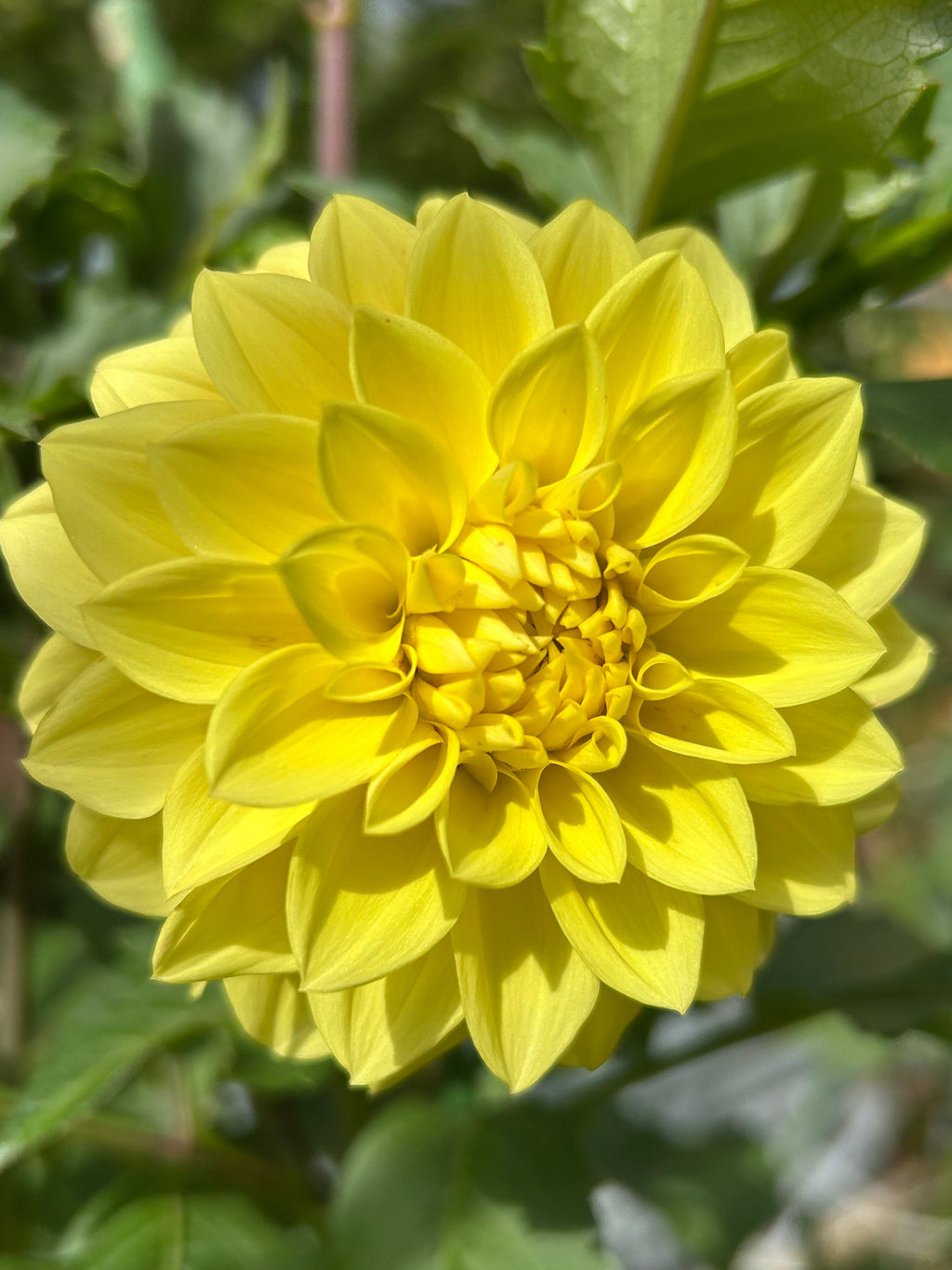 Florelie Sunburst