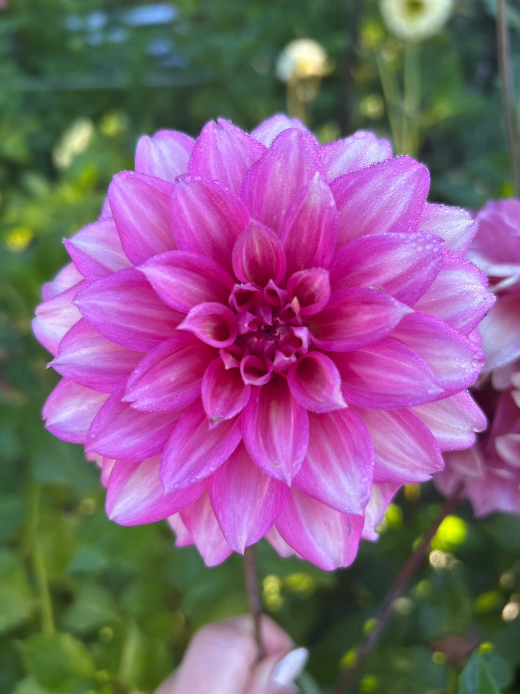 Belle Juliette