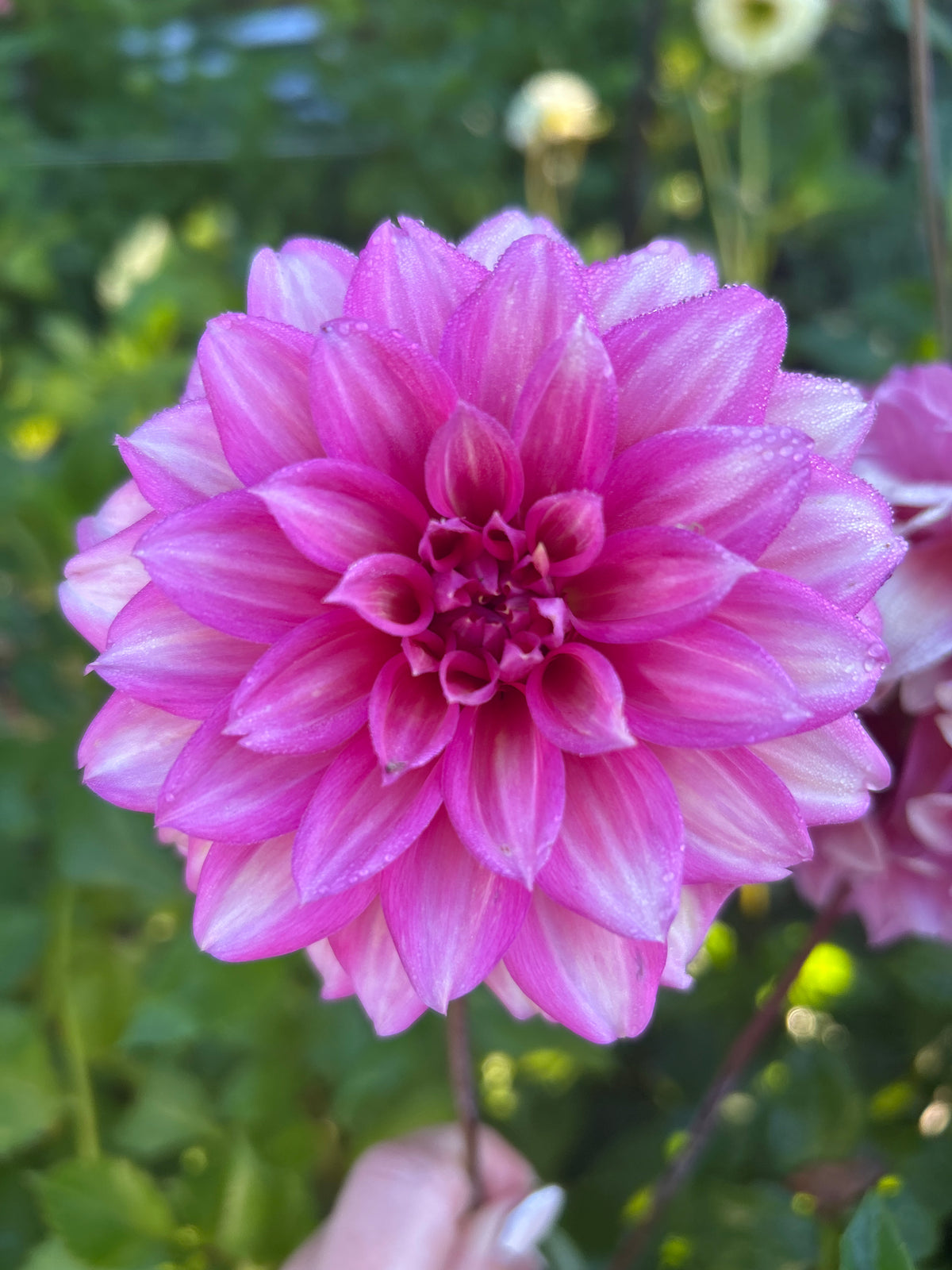 Belle Juliette