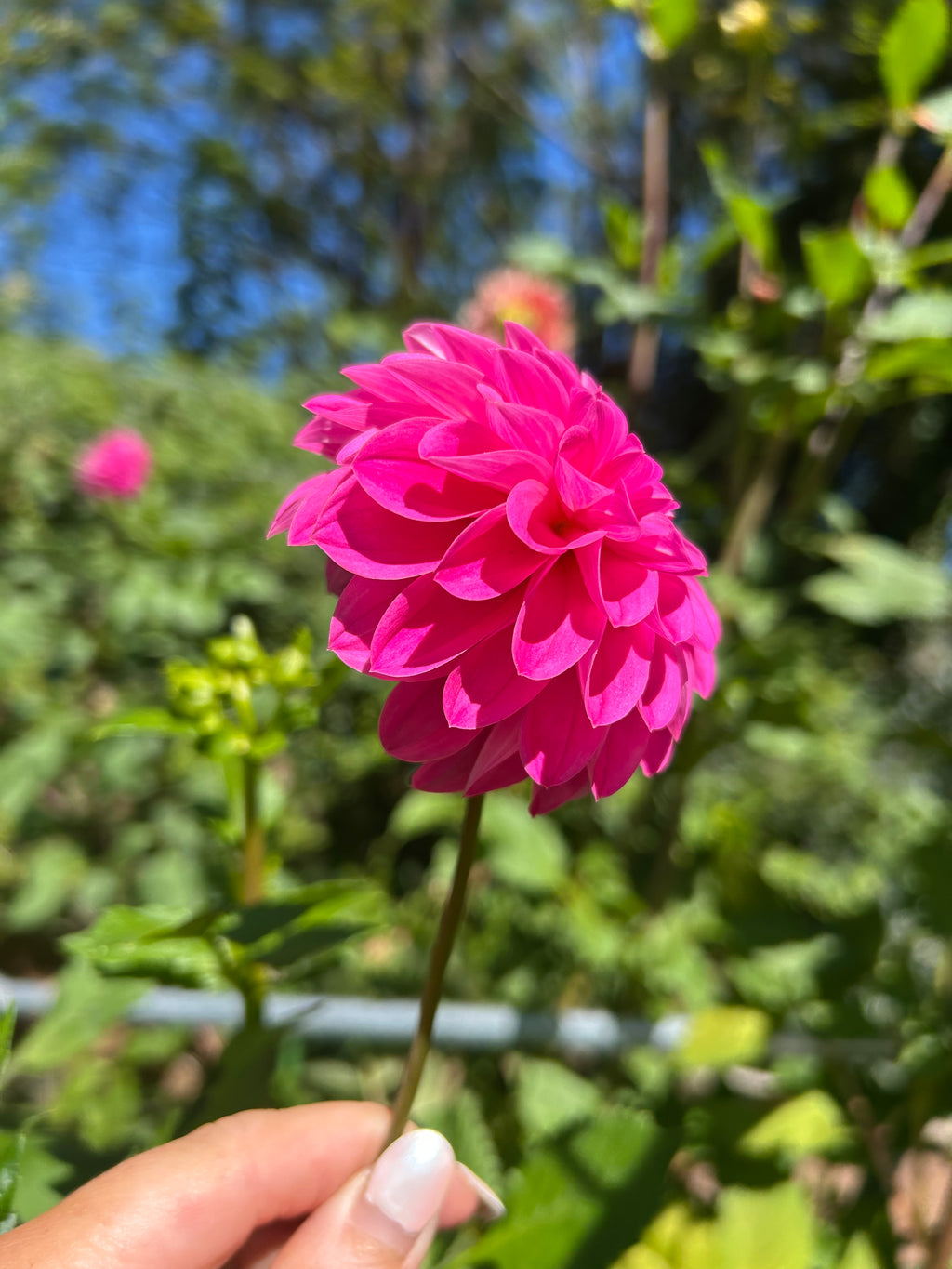 Florelie Joy