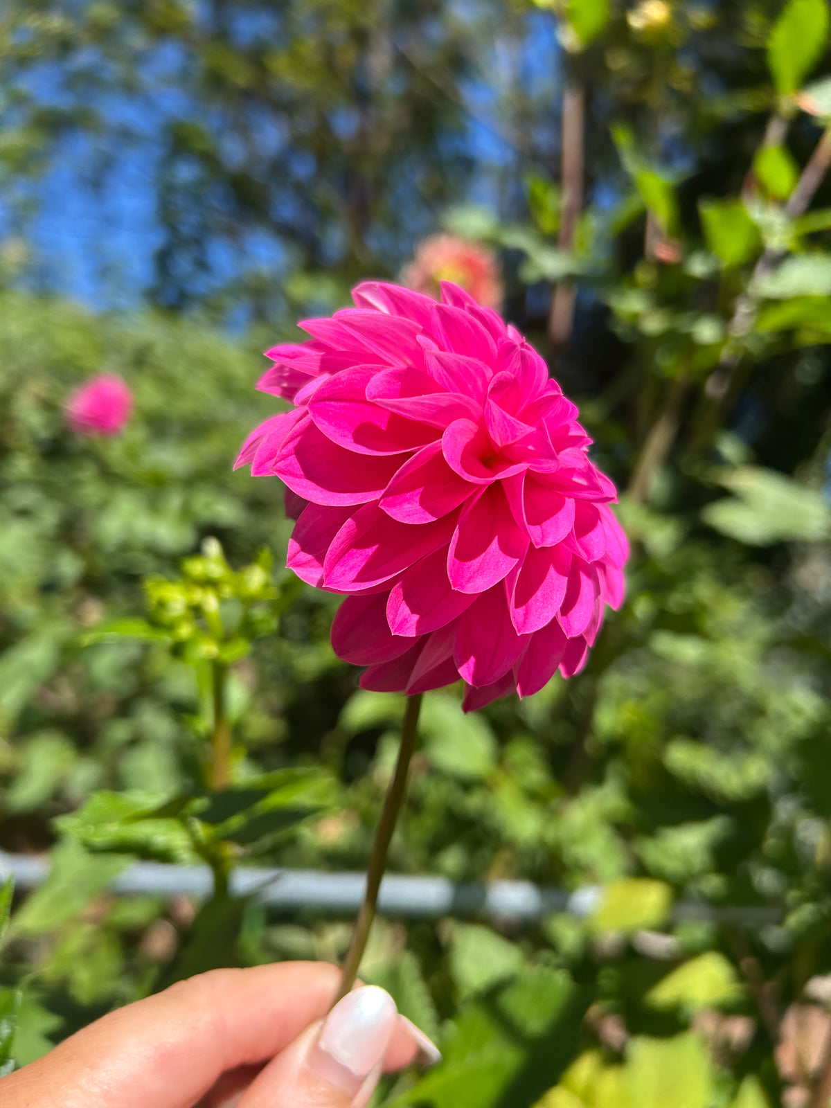 Florelie Joy