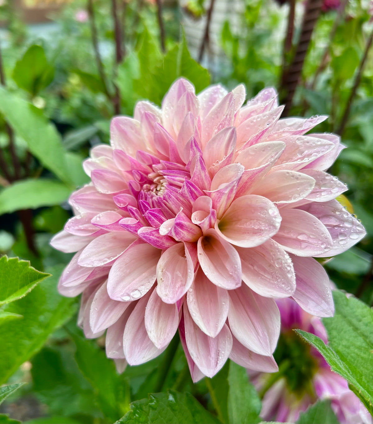 Florelie Antique
