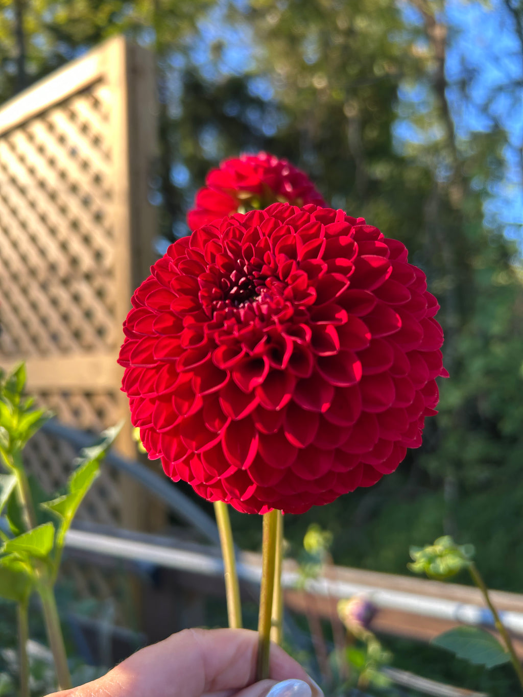 Florelie vendetta
