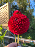 Florelie vendetta