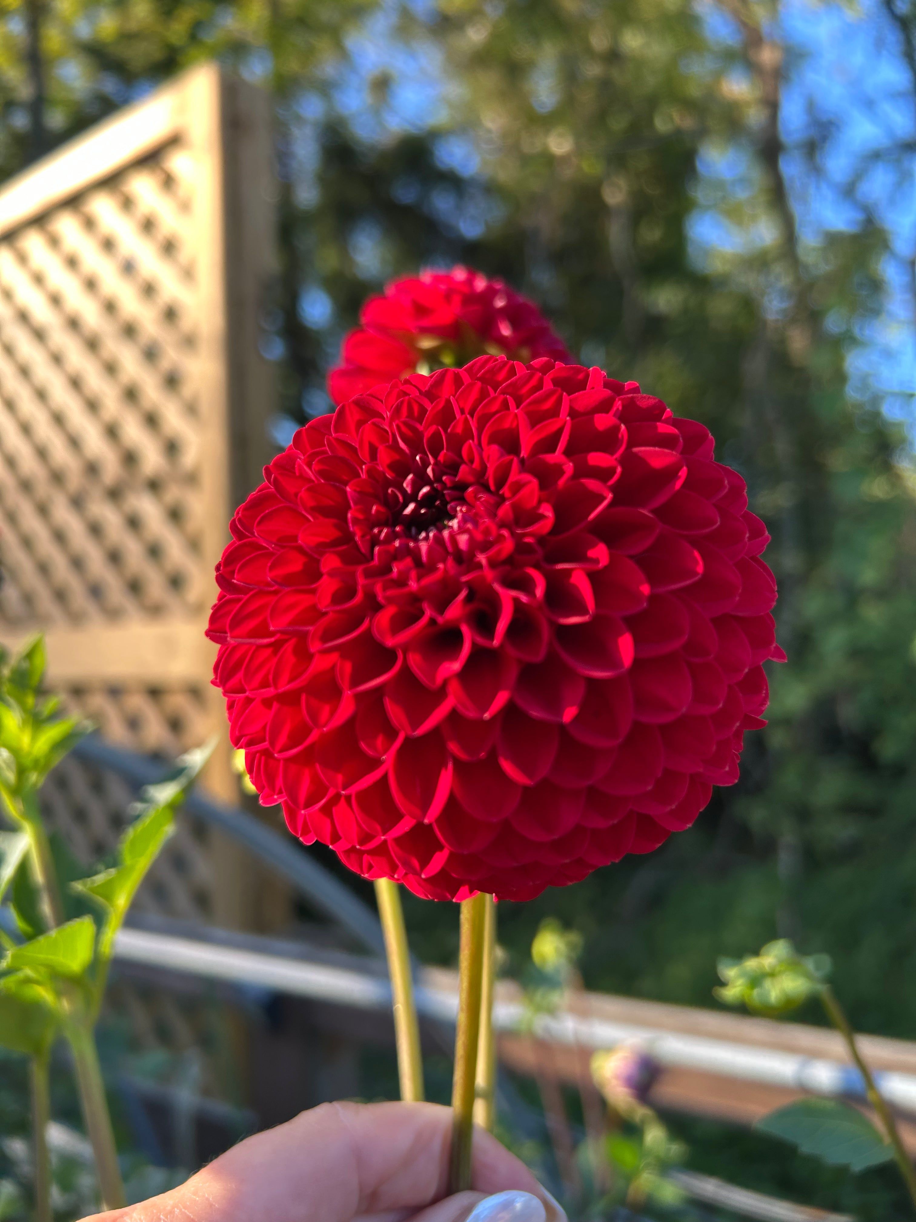 Florelie vendetta