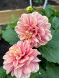 Florelie Kindness