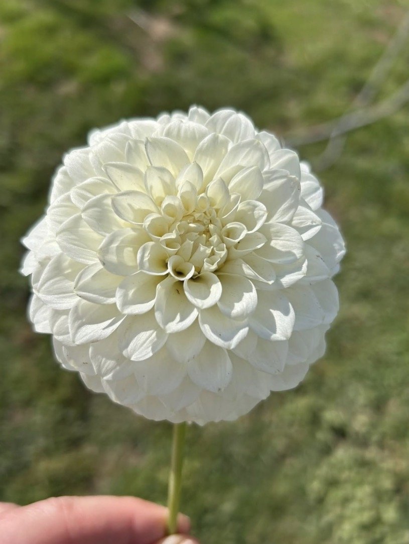 Coorabell Snowflake