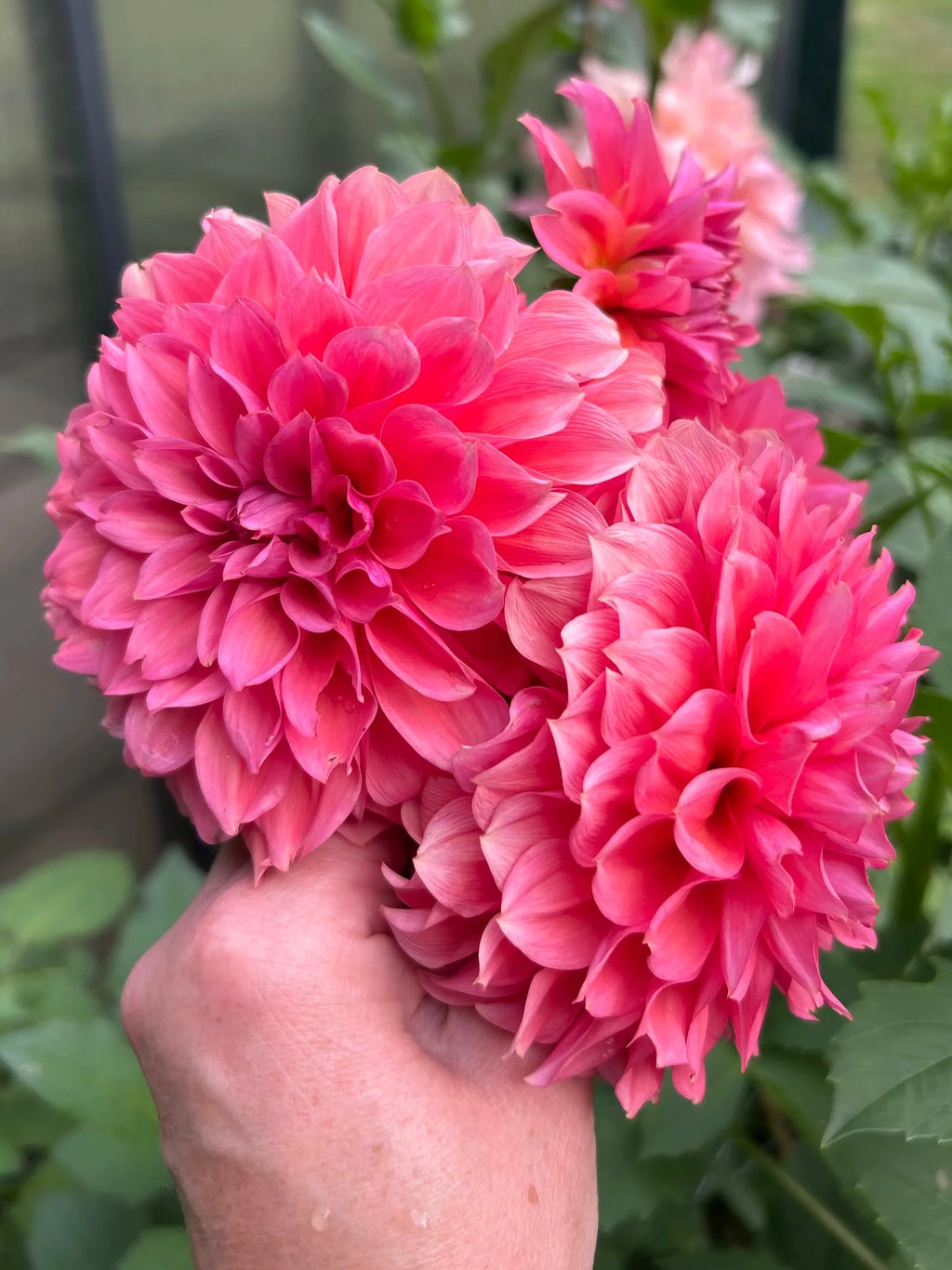 RM Pink Sugar