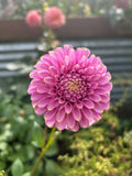 Florelie Oracle