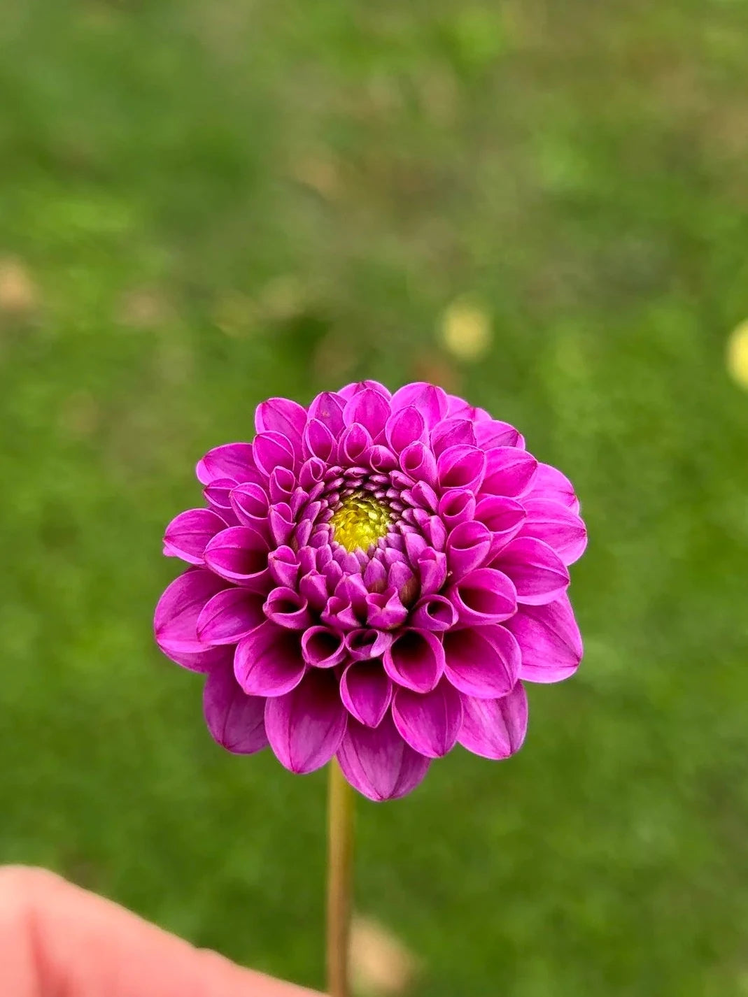Florelie Hayley