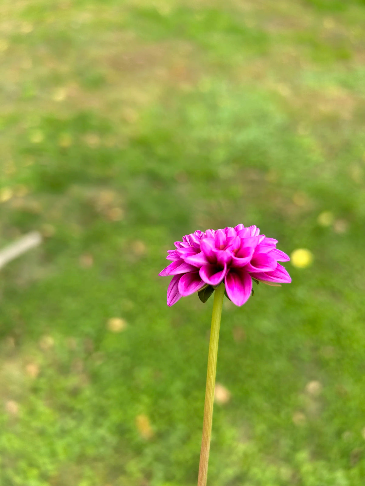 Florelie Hayley