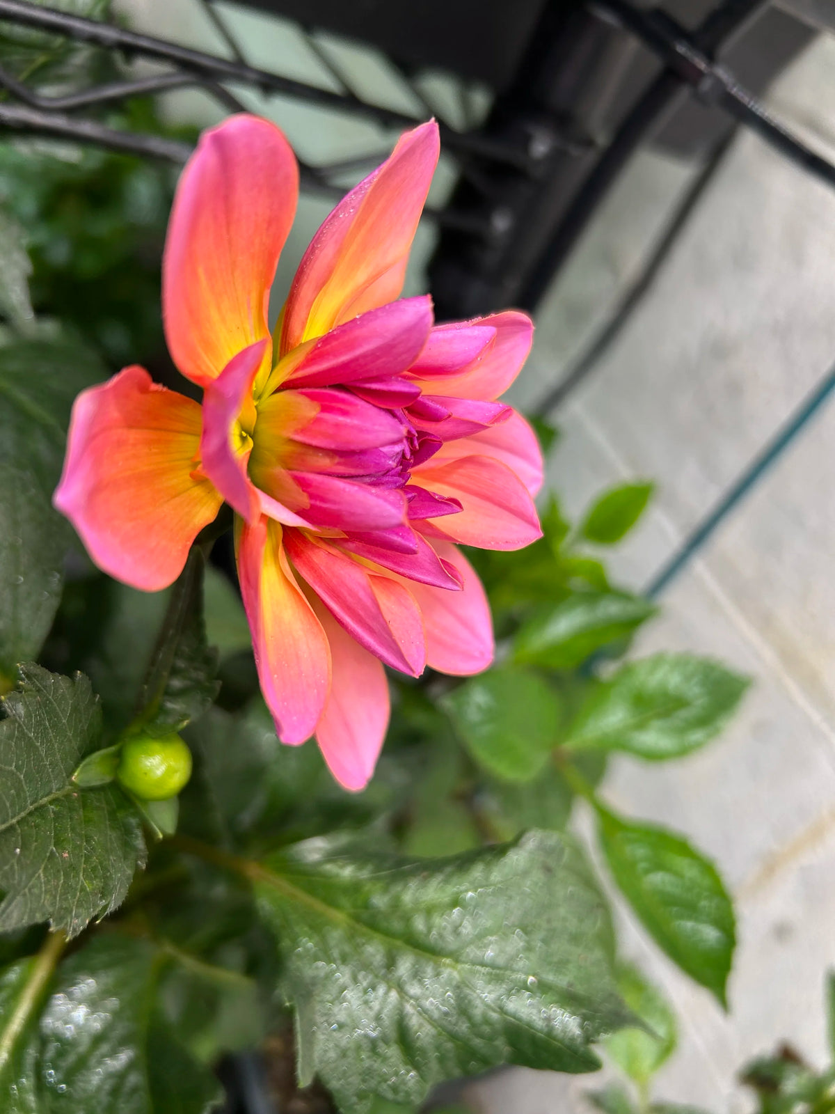 Sandia Rose