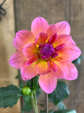 Sandia Rose