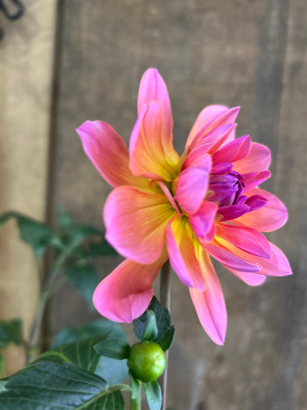 Sandia Rose