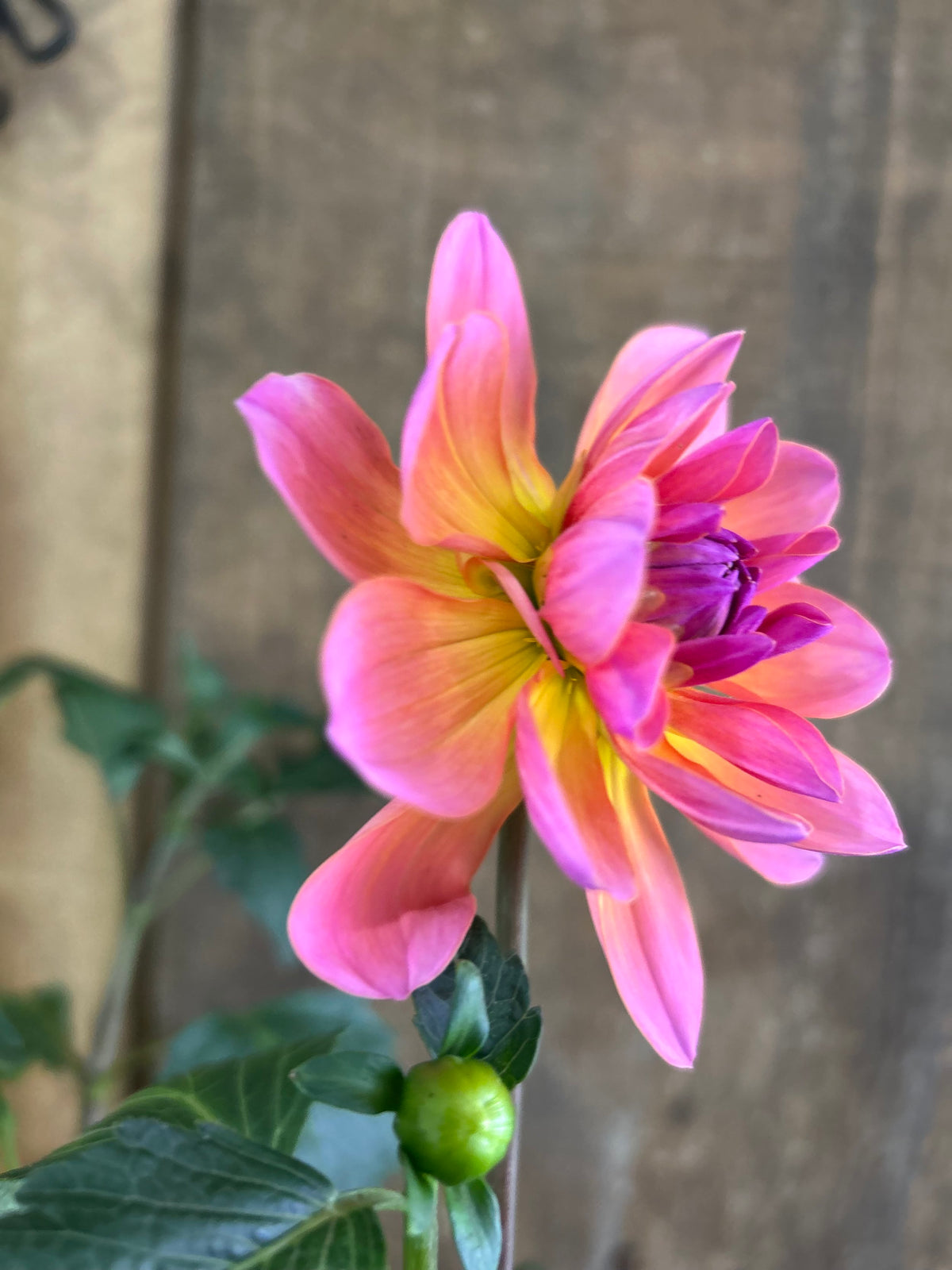 Sandia Rose