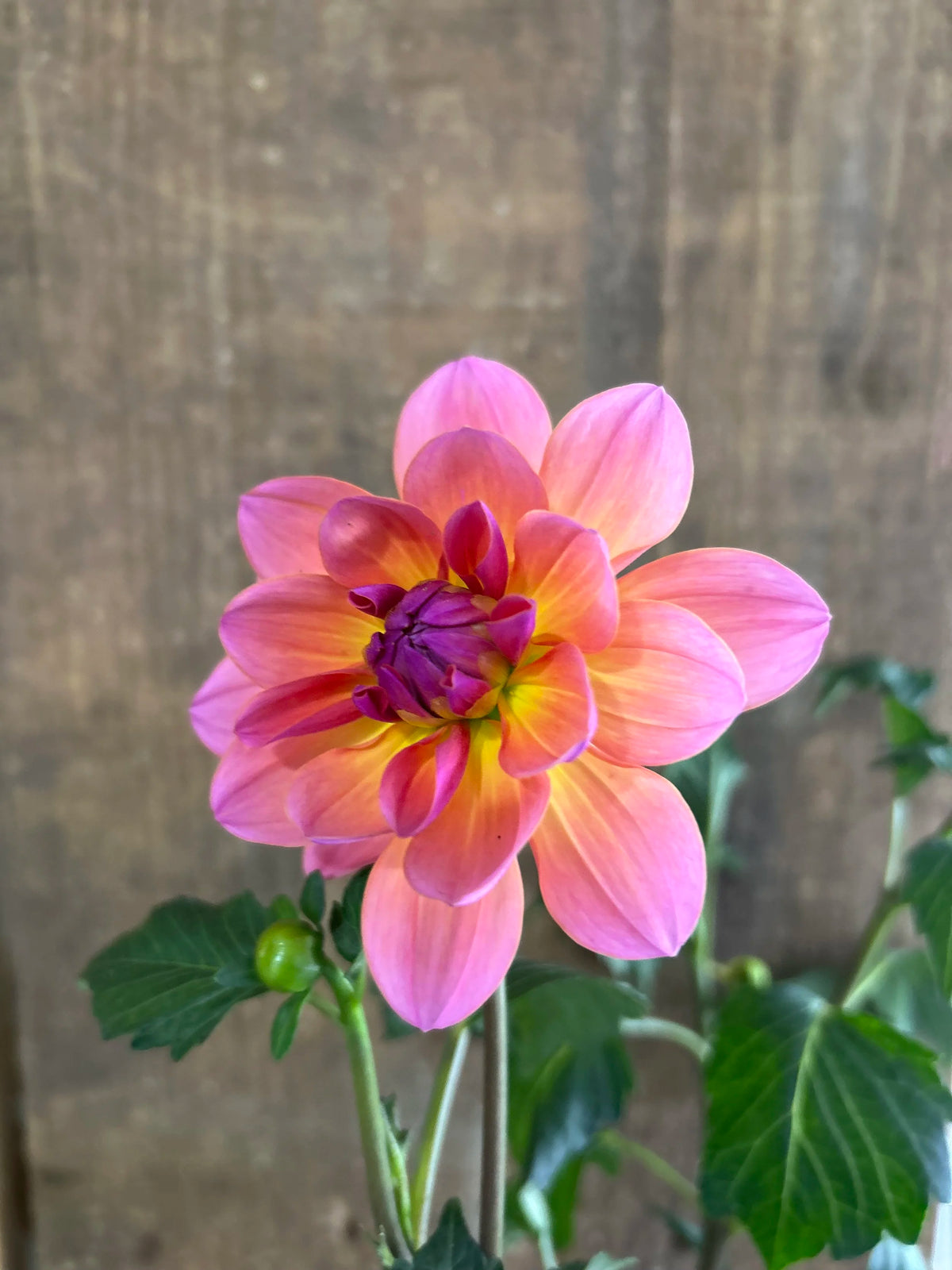 Sandia Rose