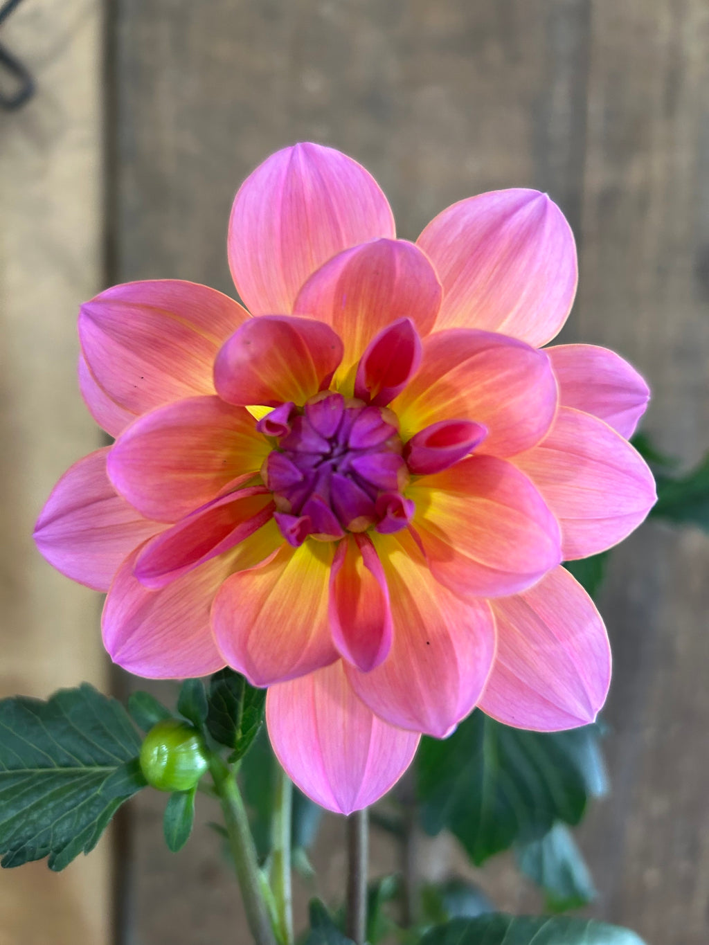 Sandia Rose