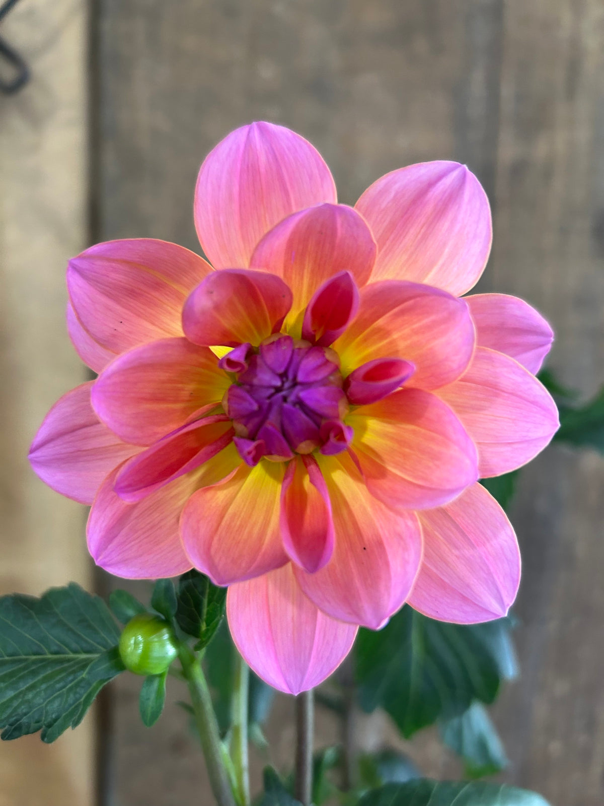 Sandia Rose