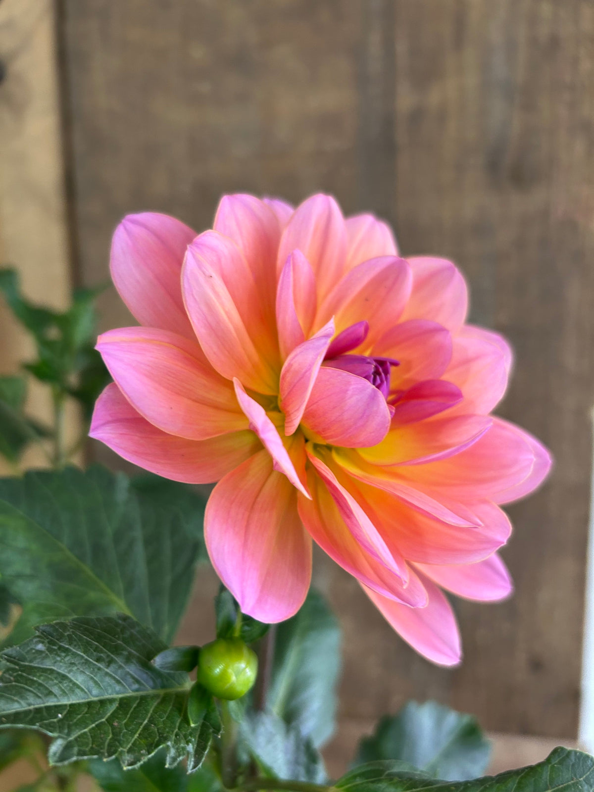 Sandia Rose