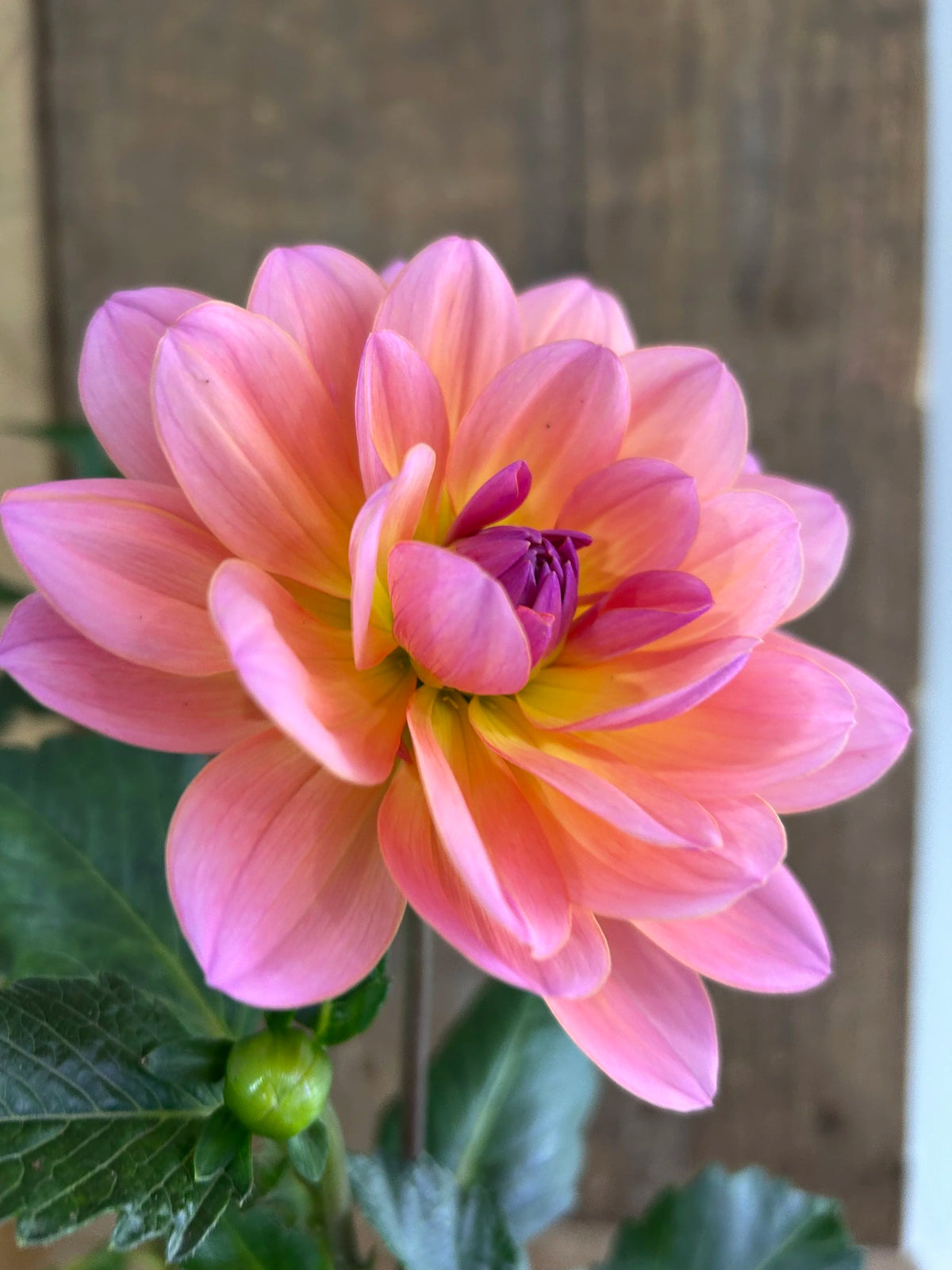 Sandia Rose